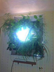 Светильник с растениями в темном помещении