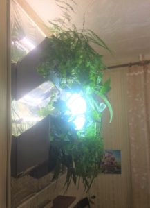 Светильник с растениями в темном помещении